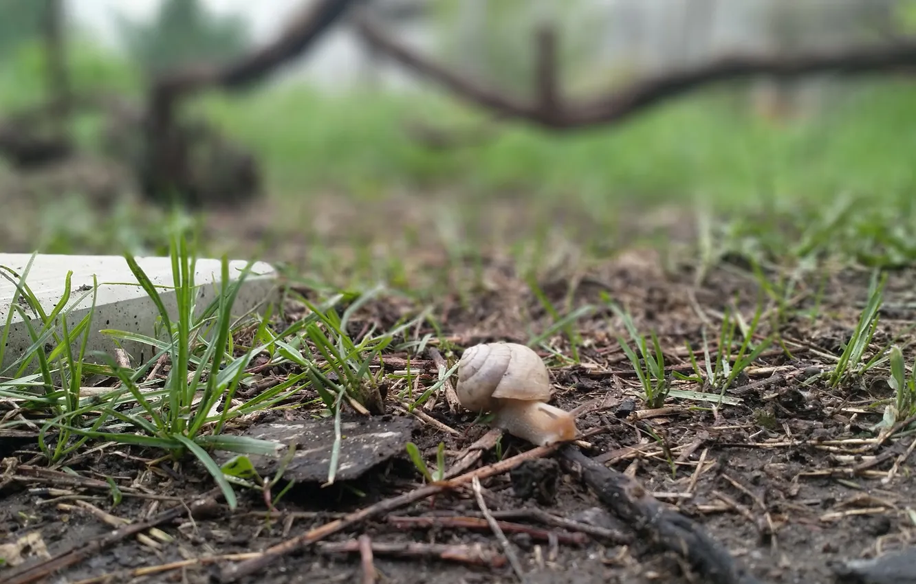 Photo wallpaper grass, earth, snail, spring, crawling