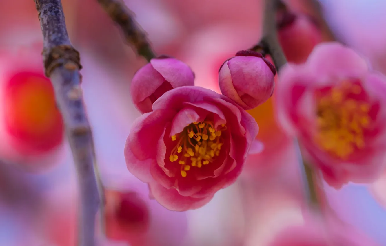 Photo wallpaper spring, flowering, Sakura