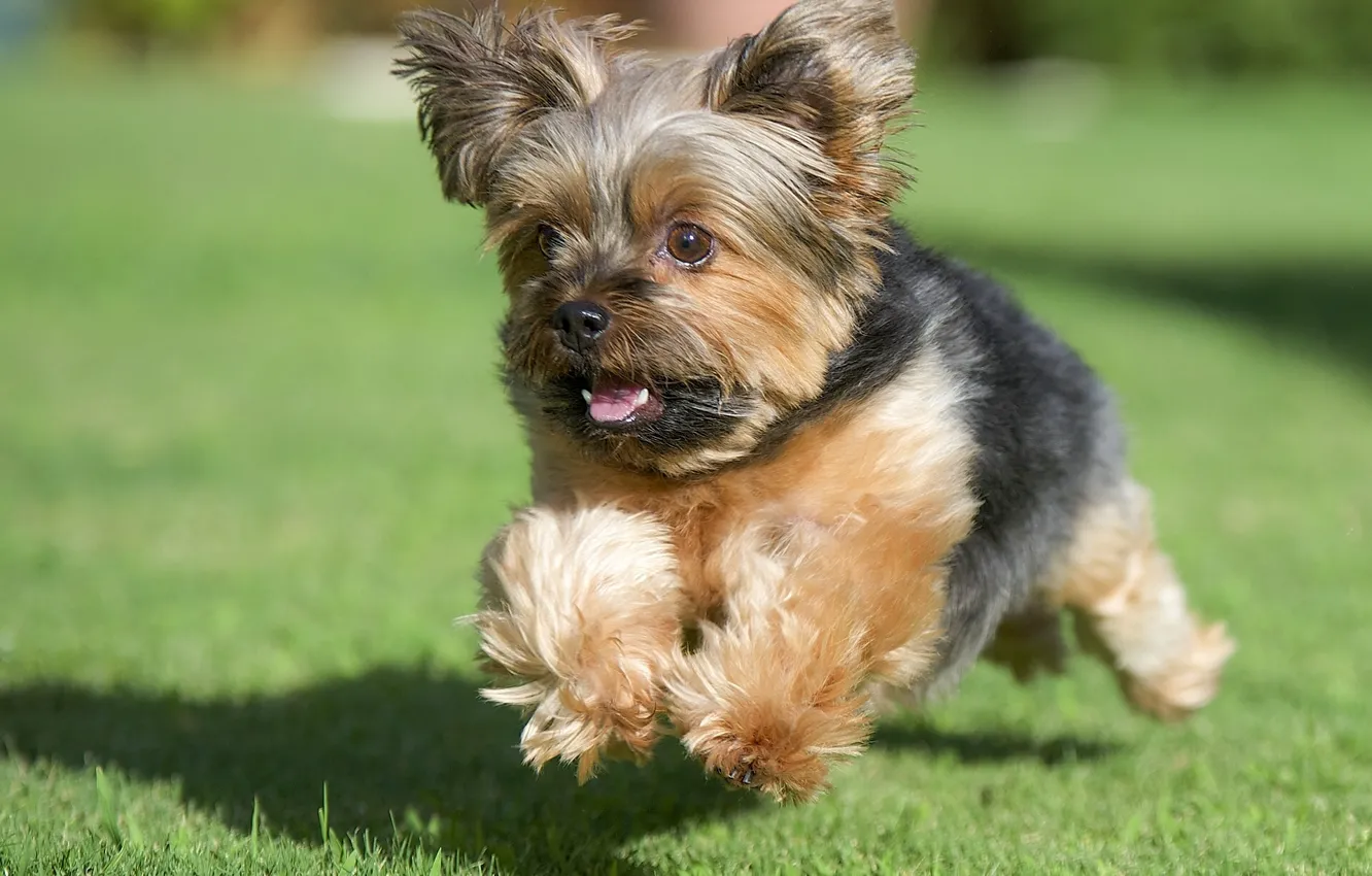 Photo wallpaper grass, dog, running, lawn, York, Yorkshire Terrier
