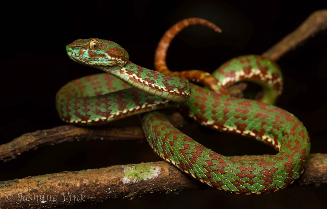 Photo wallpaper snake, scales, color, Viper