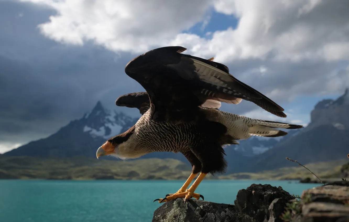Photo wallpaper clouds, mountains, lake, bird, the rise, start, Caracara, Anton Rostov