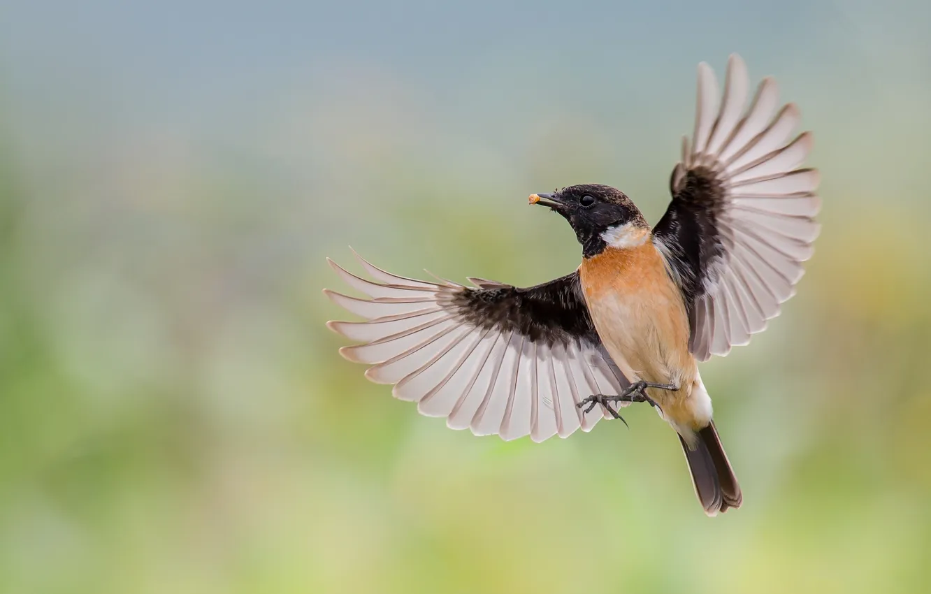 Photo wallpaper flight, bird, food, wings, seeds