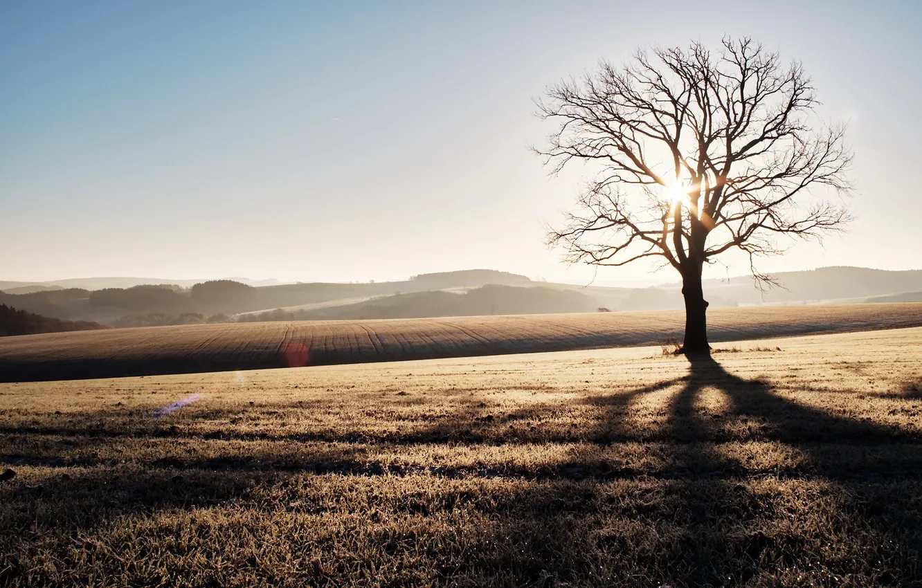 Photo wallpaper light, trees, morning