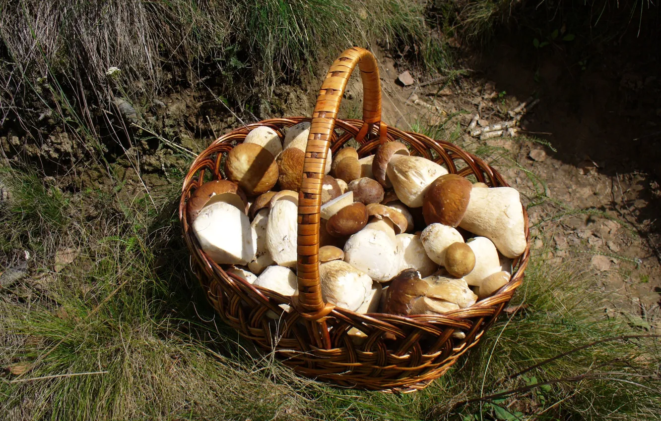 Photo wallpaper forest, grass, green, basket, mushrooms, food, basket, full