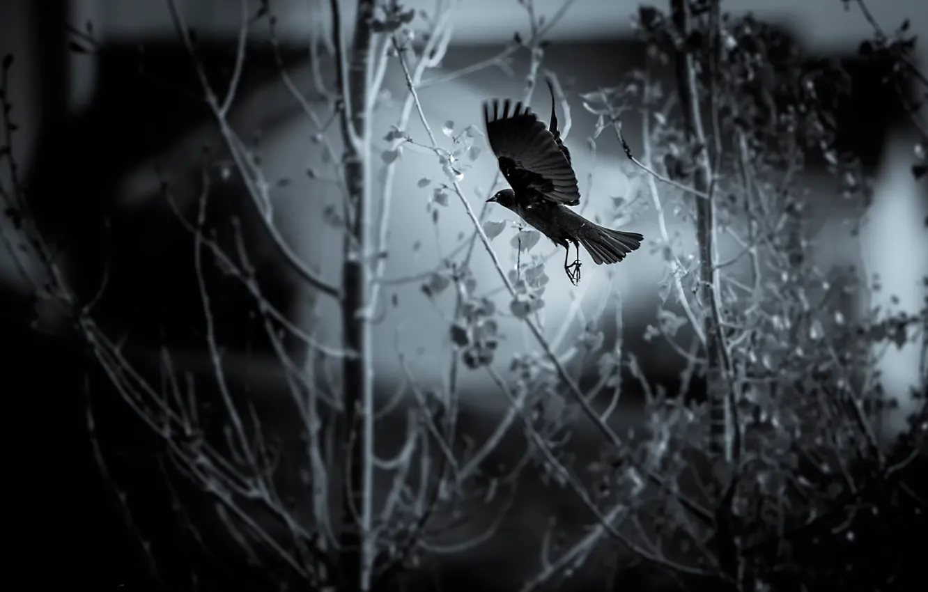 Photo wallpaper bird, flight, flying bird
