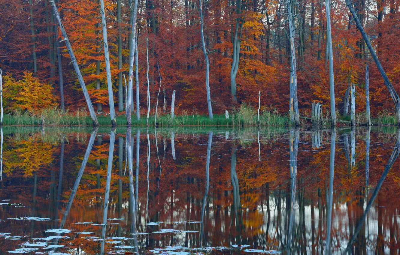 Photo wallpaper autumn, forest, Germany, Lake Schweingarten