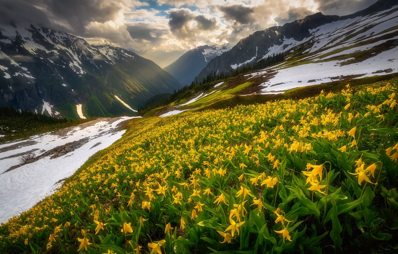 Photo wallpaper forest, light, snow, flowers, mountains, yellow, spring, slope