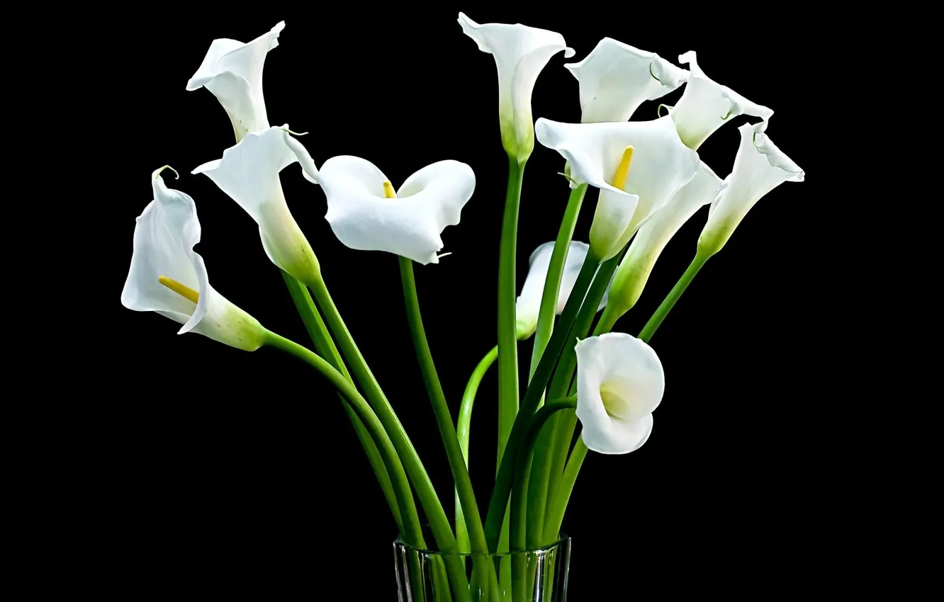 Photo wallpaper bouquet, stem, vase, Calla lilies