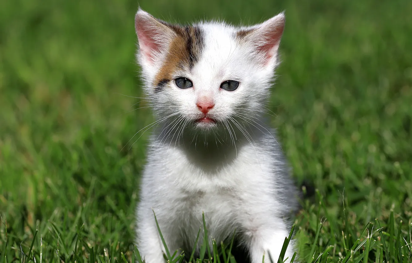 Photo wallpaper cat, white, grass, look, kitty, glade, kitty, sitting