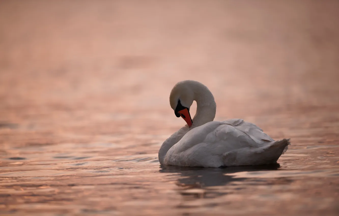 Photo wallpaper water, bird, swans