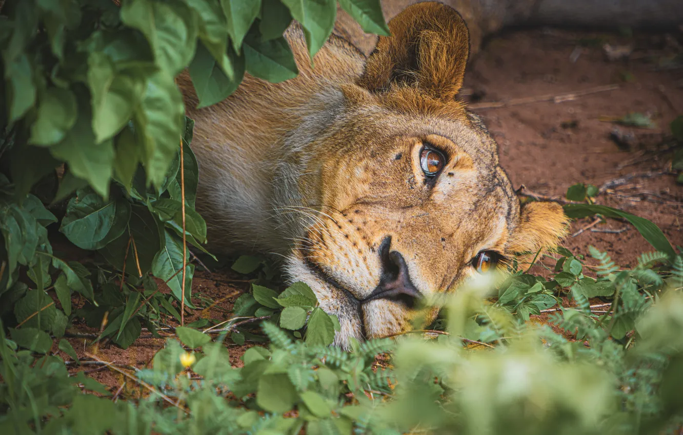 Photo wallpaper nature, stay, lioness