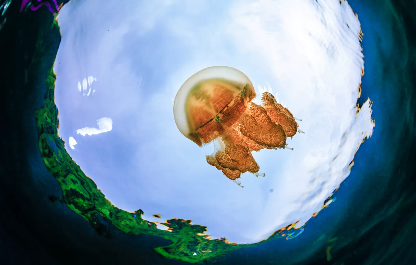 Photo wallpaper sea, water, jellyfish