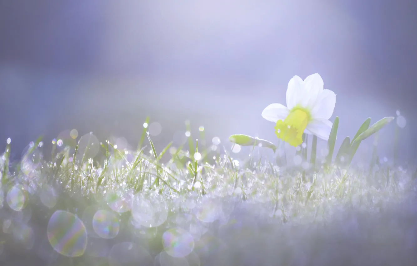 Photo wallpaper light, spring, daffodils