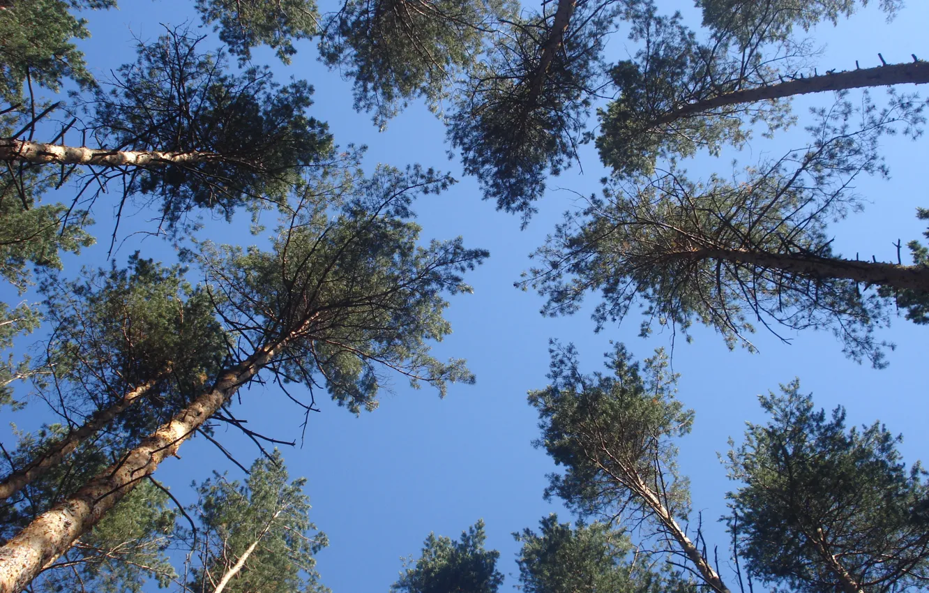 Photo wallpaper the sky, trees, pine