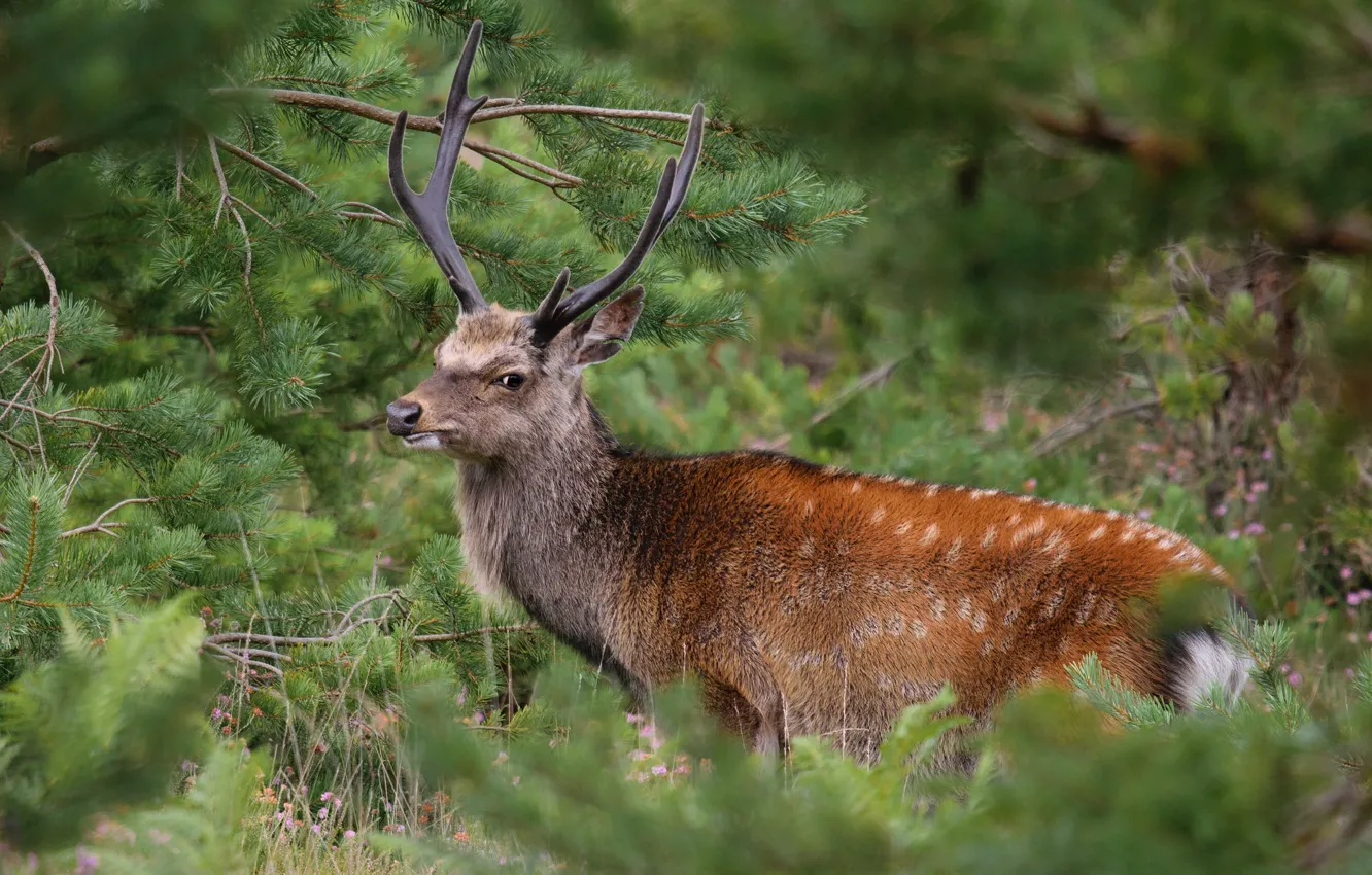 Photo wallpaper deer, large, horns