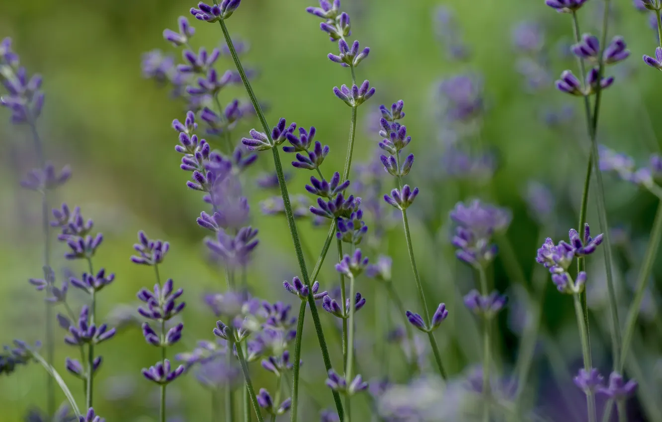 Photo wallpaper macro, flowers, nature, lavender