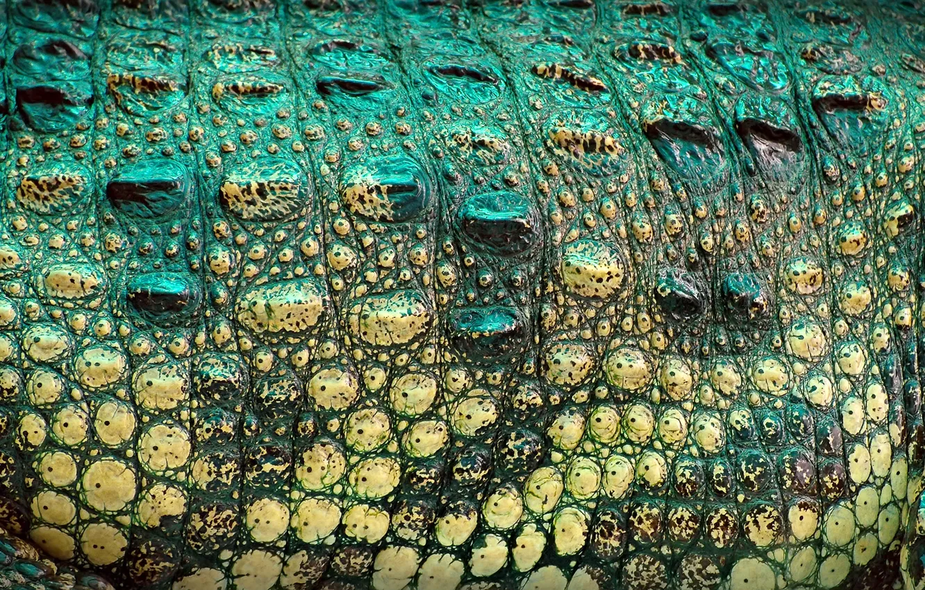Photo wallpaper texture, leather, crocodile, color, reptile