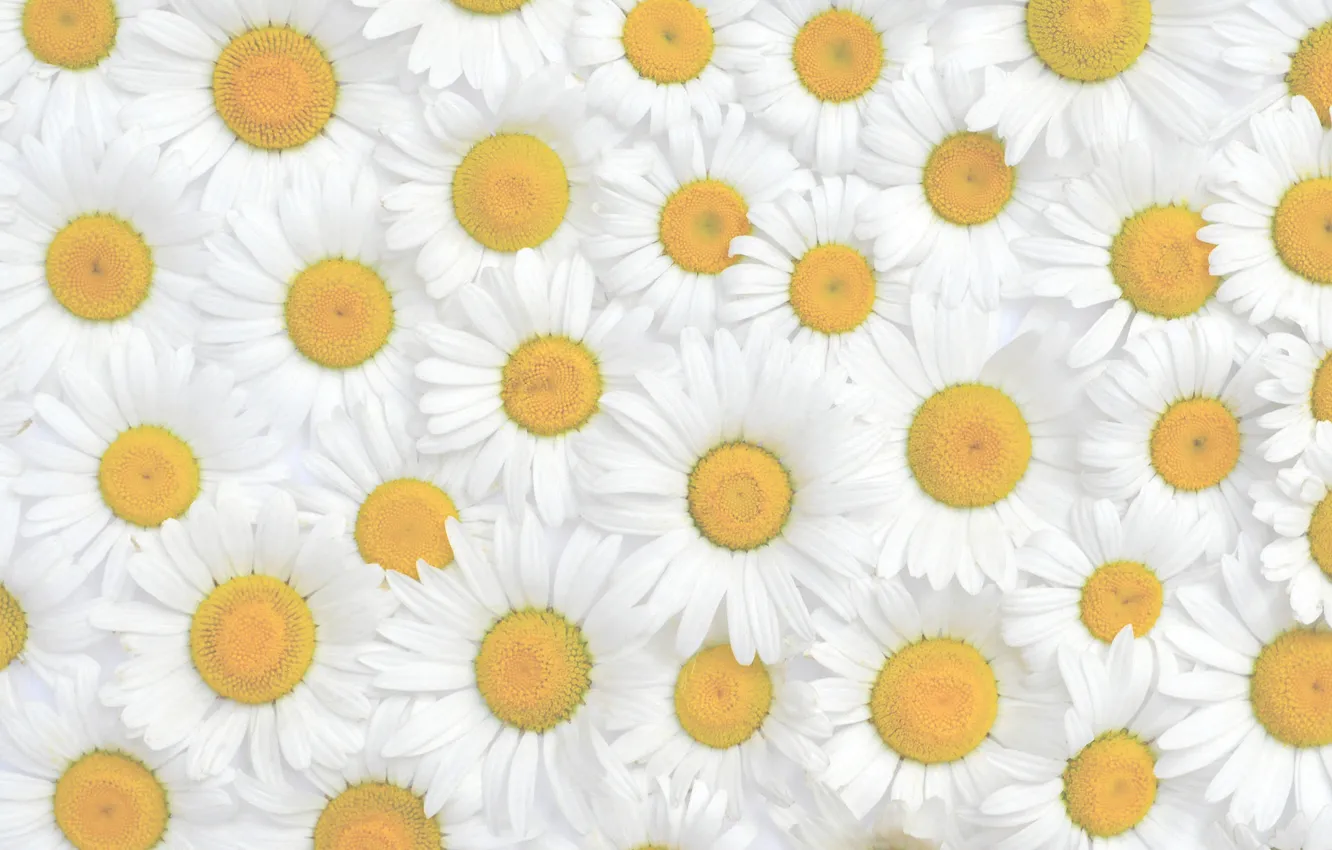 Photo wallpaper flowers, chamomile, texture