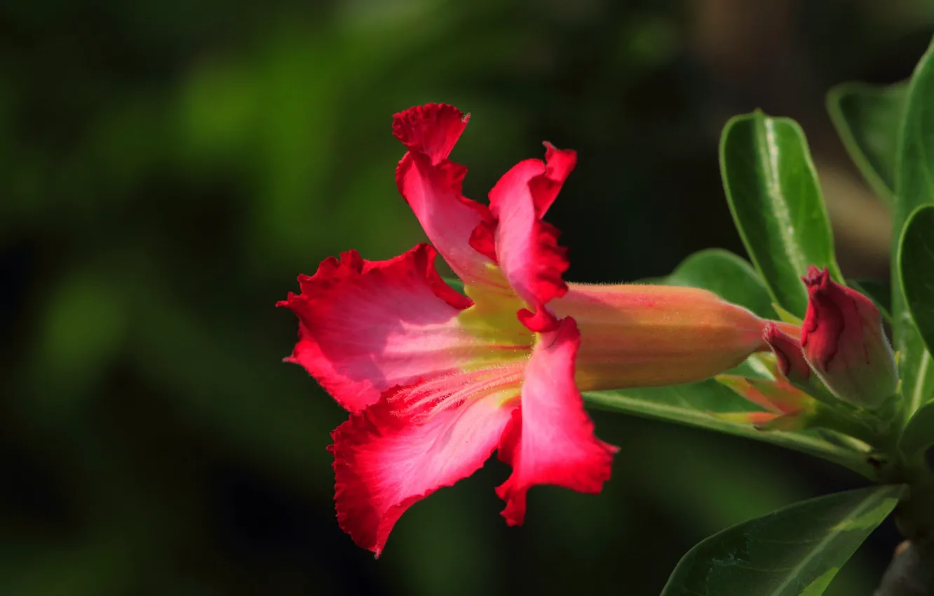 Photo wallpaper flowers, flowering, adenium, desert rose