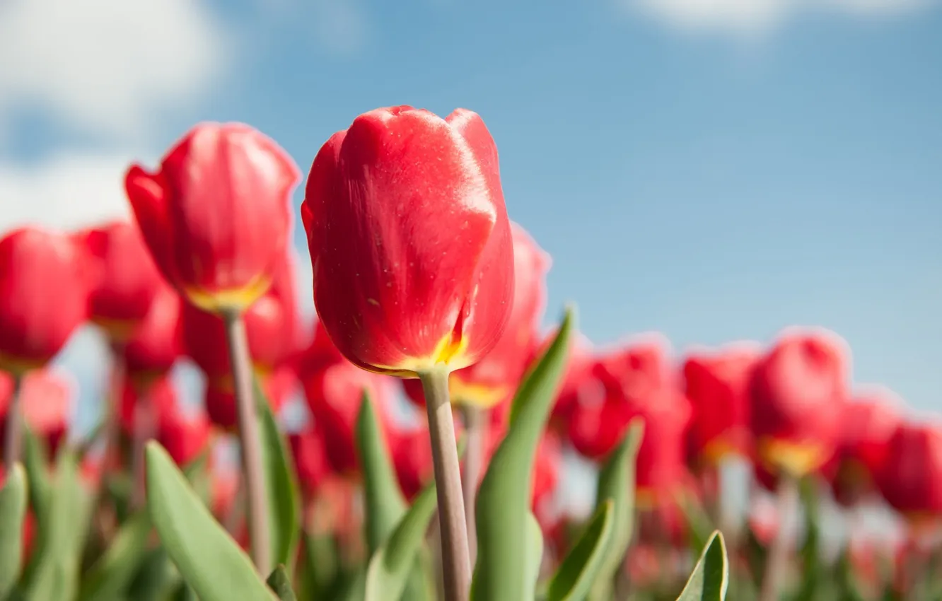 Photo wallpaper flowers, spring, tulips