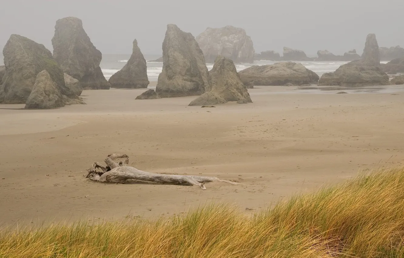 Photo wallpaper sand, sea, grass, fog, stones, overcast, rocks, log