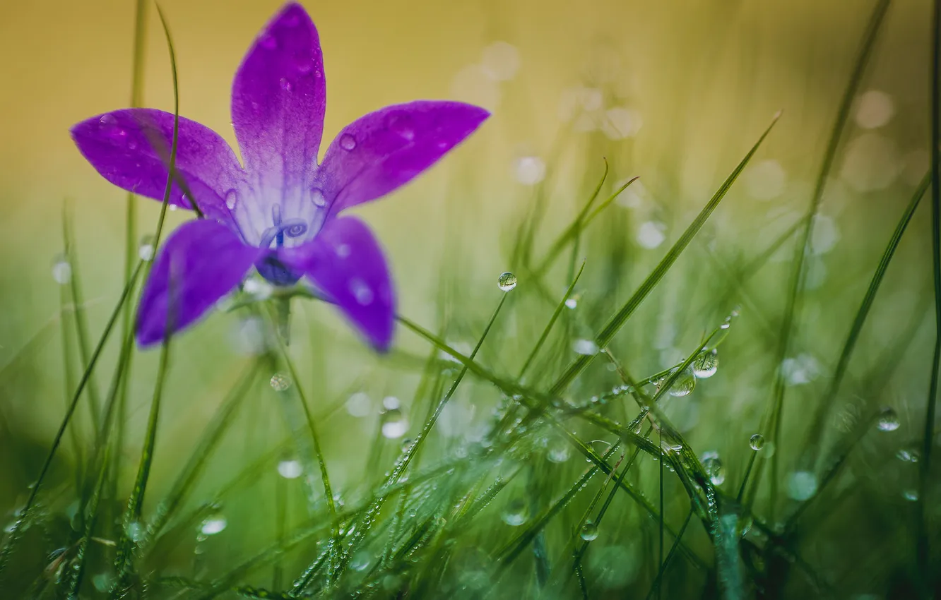 Photo wallpaper flower, grass, drops, nature, Rosa, petals