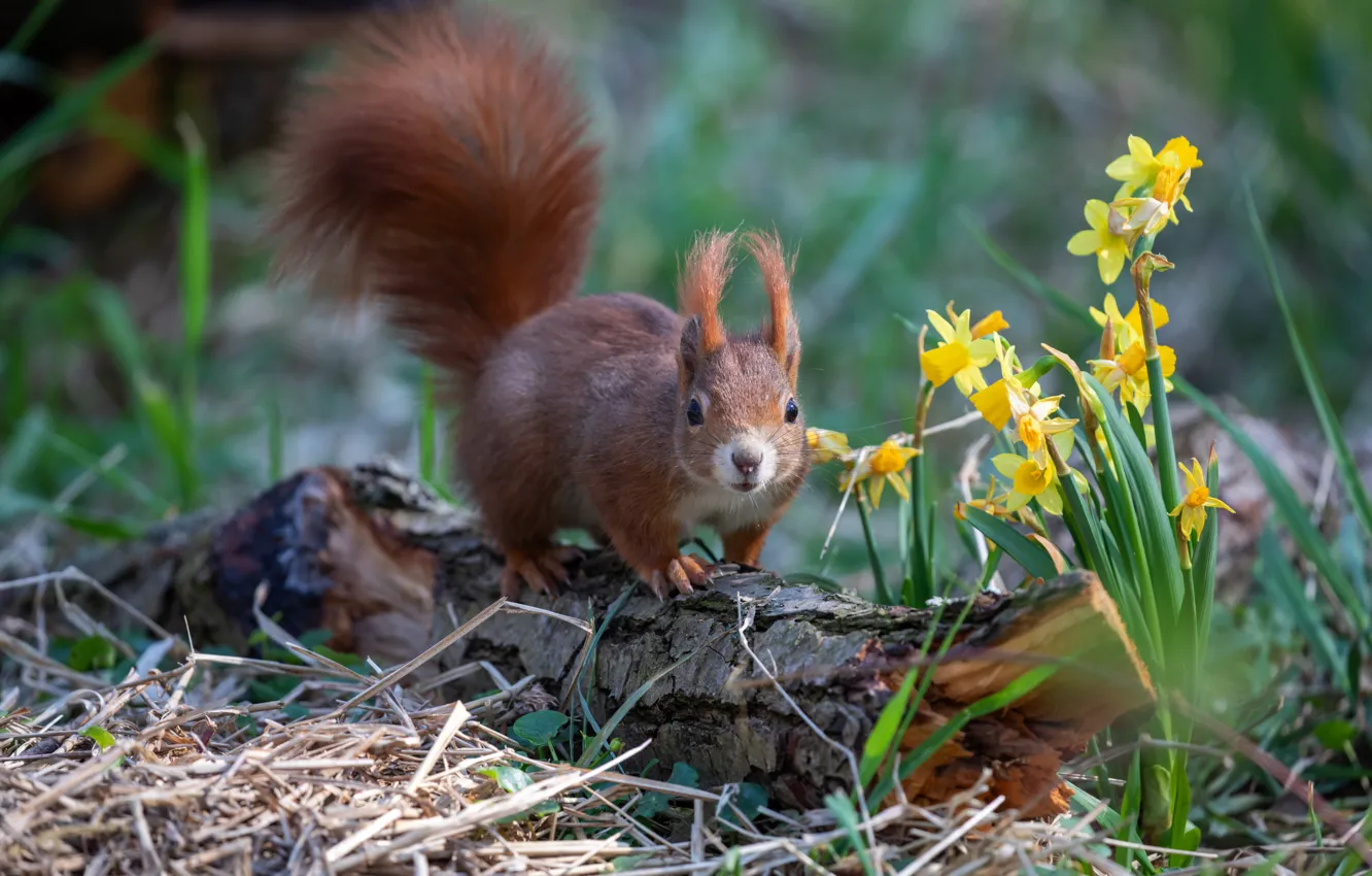 Photo wallpaper flowers, pose, nature, rodent, protein, daffodils, spring