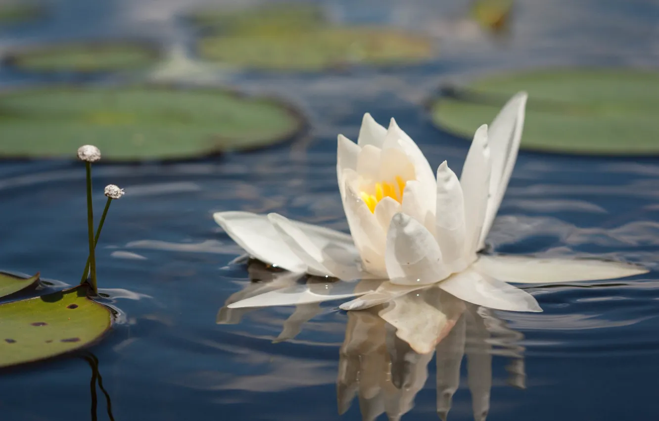 Photo wallpaper white, water, Nymphaeum