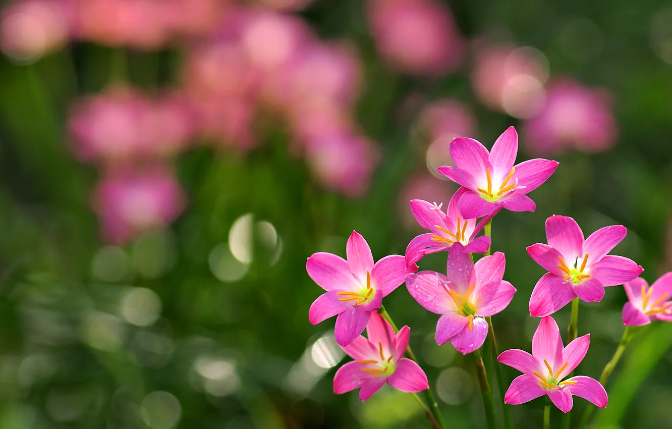 Photo wallpaper grass, flowers, petals, pink flowers, bokeh