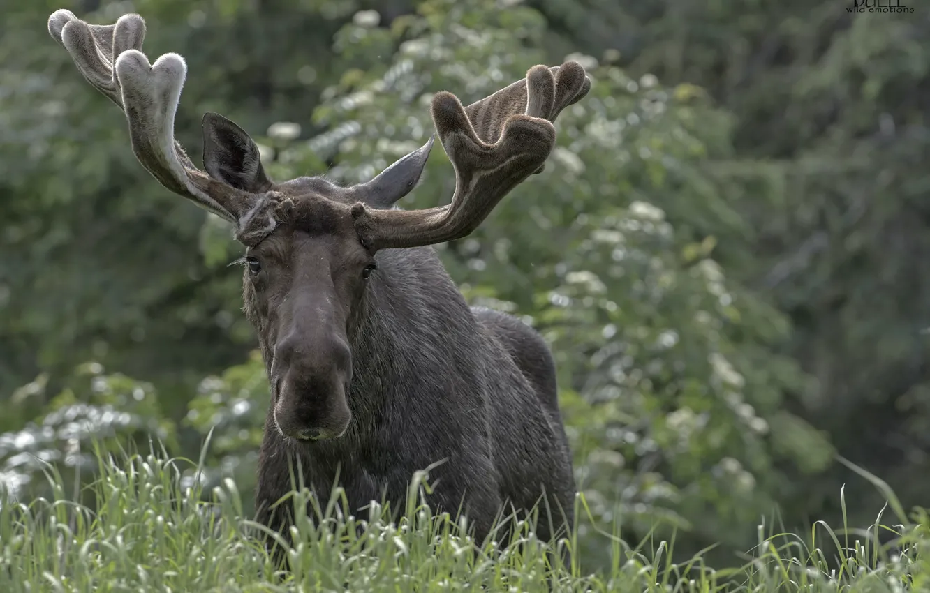 Photo wallpaper nature, moose, bokeh, DUELL ©