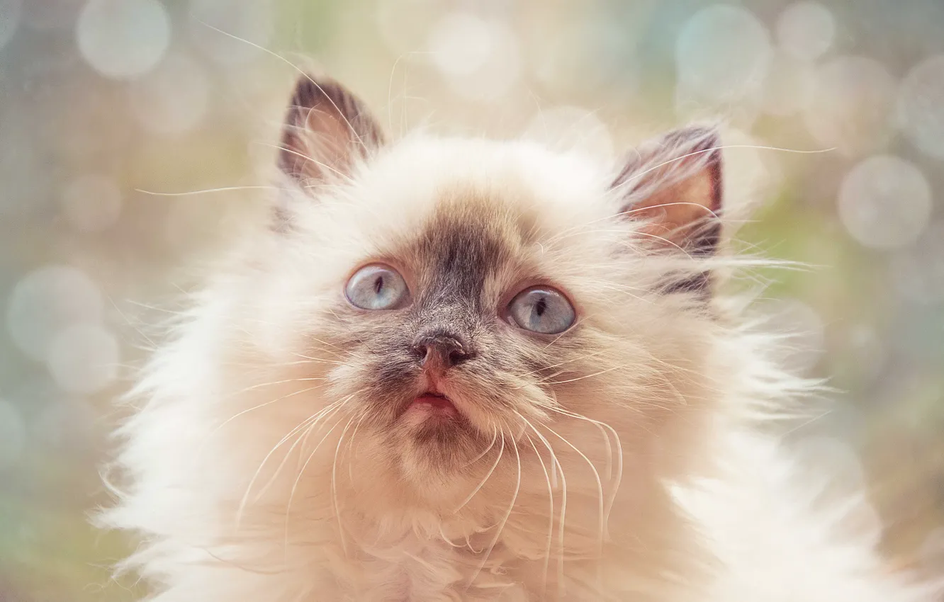 Photo wallpaper cat, eyes, kitty, fantasy, ears, bokeh, Frosya