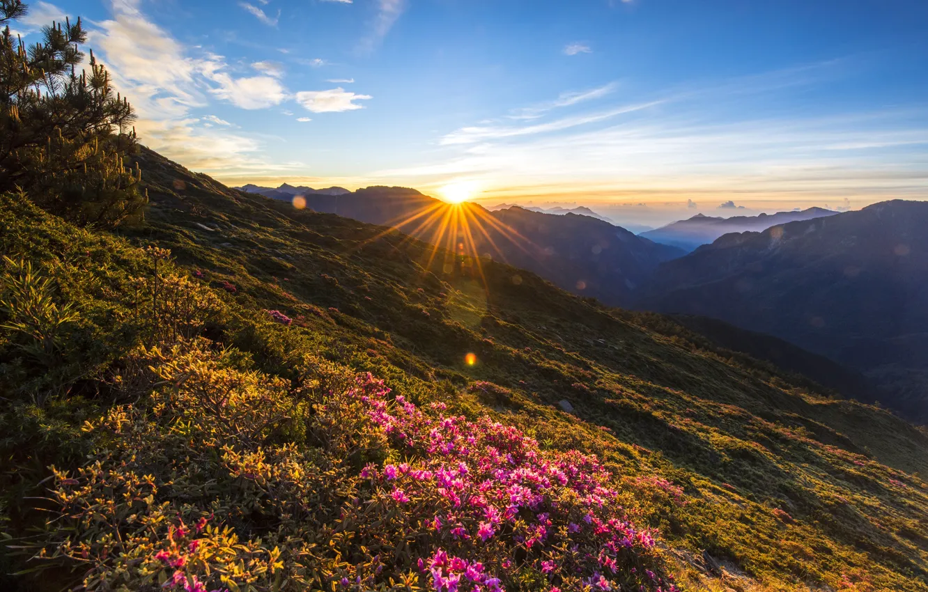 Photo wallpaper forest, summer, leaves, the sun, clouds, rays, sunset, flowers