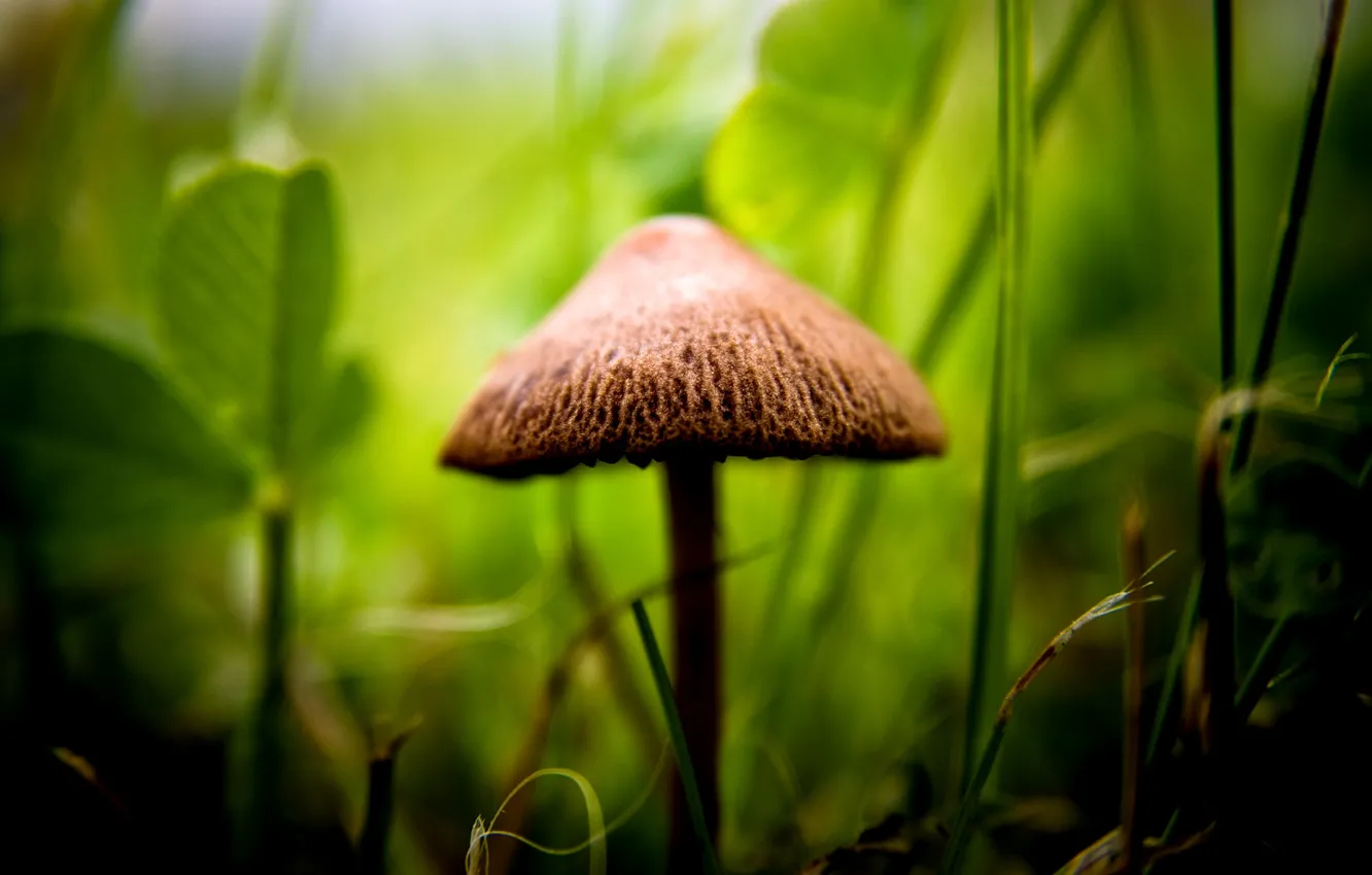 Photo wallpaper greens, mushroom, focus