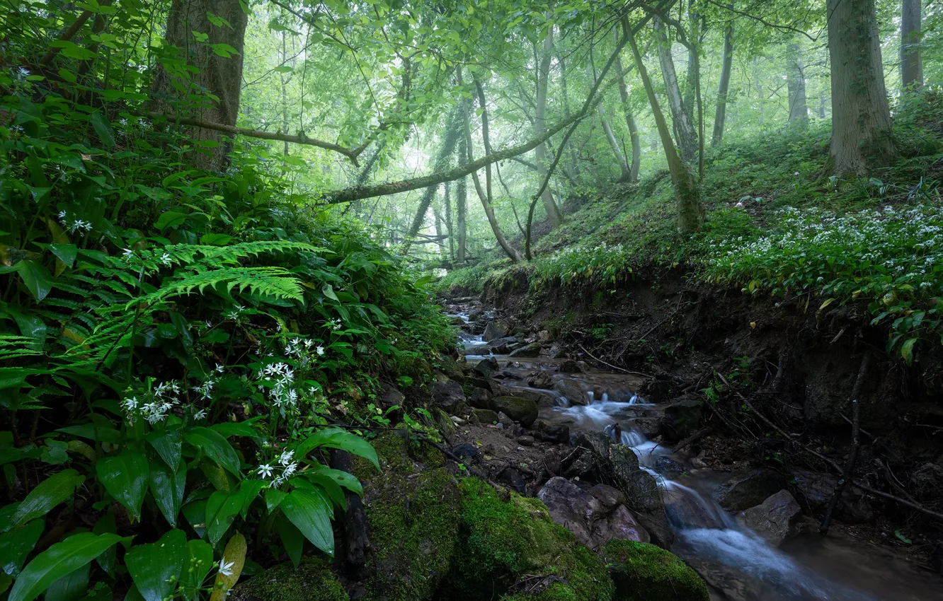 Photo wallpaper greens, forest, flowers, branches, stream, stones, thickets, slope