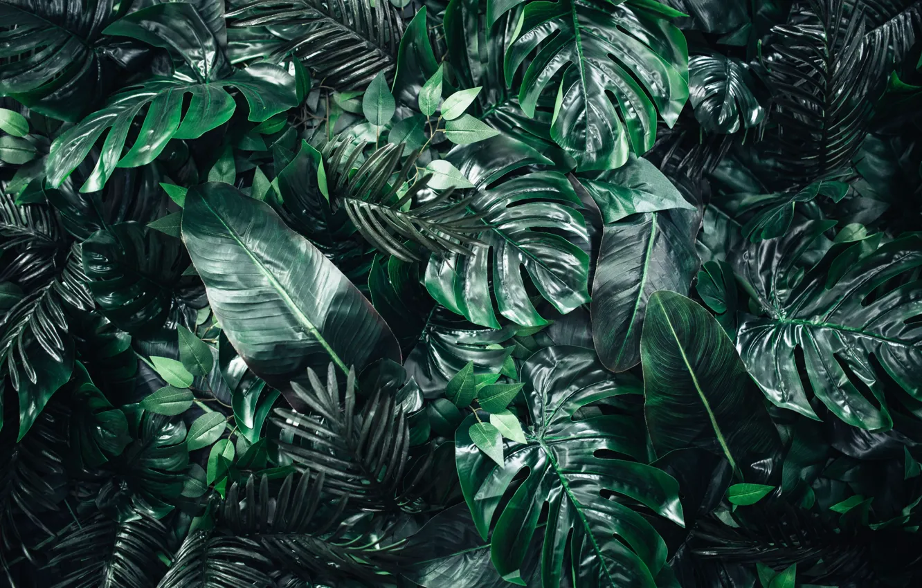 Photo wallpaper greens, leaves, monstera