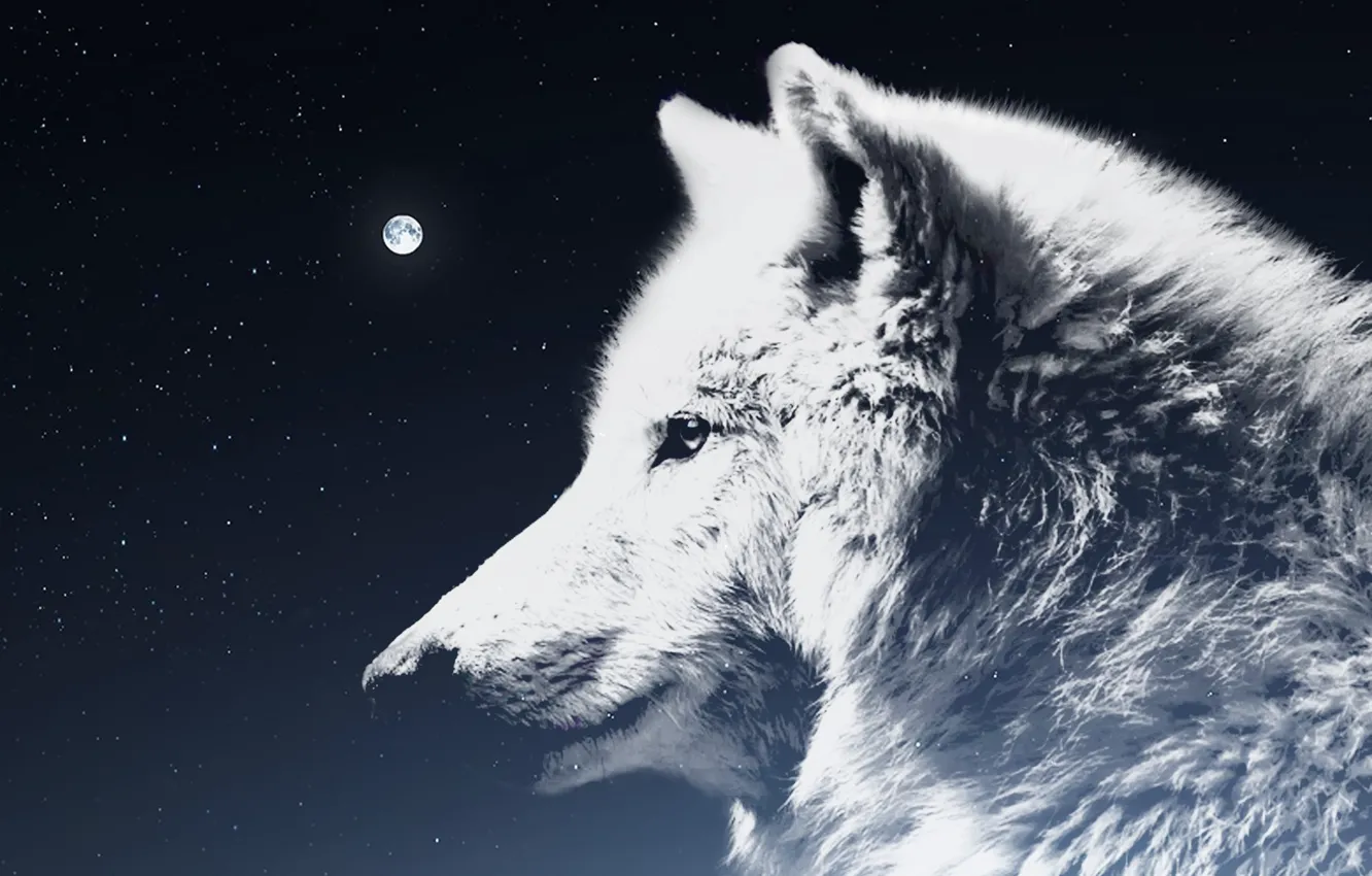Photo wallpaper moon, Predator, nature, animal, wolf, wildlife, portrait, portrait.