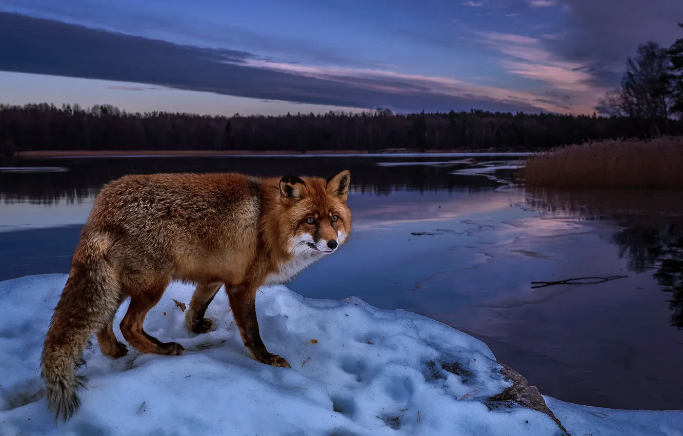 Photo wallpaper winter, forest, snow, trees, landscape, nature, river, shore