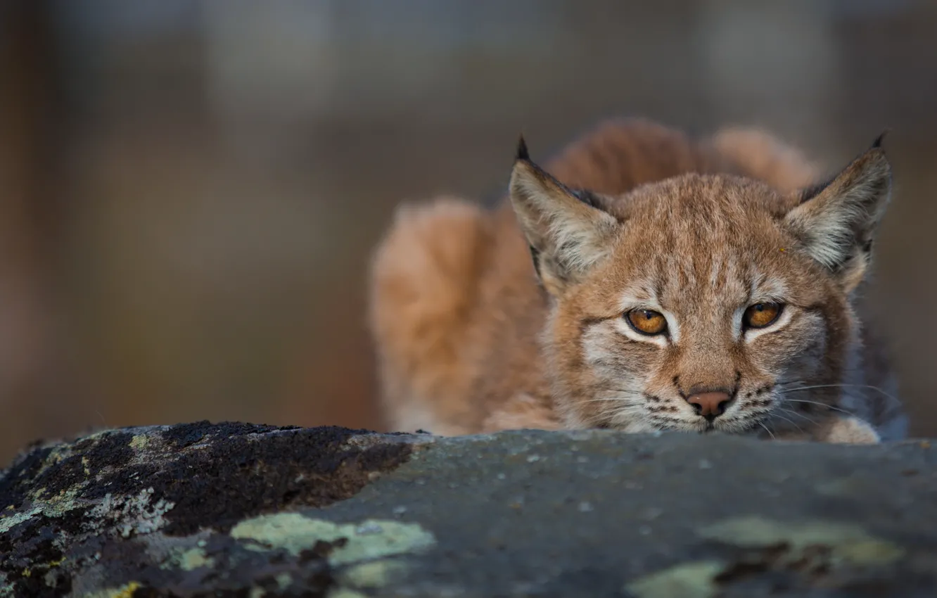 Photo wallpaper look, face, background, lynx, wild cat
