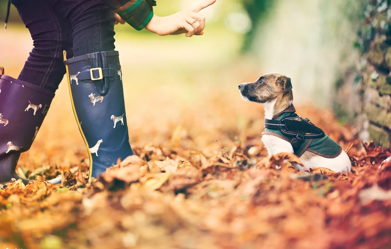 Photo wallpaper autumn, leaves, dog, bokeh, little friend