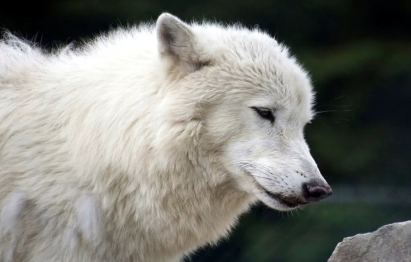 Photo wallpaper nature, predator, animal, wolf, wildlife, portrait, portrait., Canis lupus. face