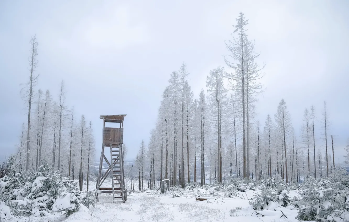 Photo wallpaper winter, forest, tower