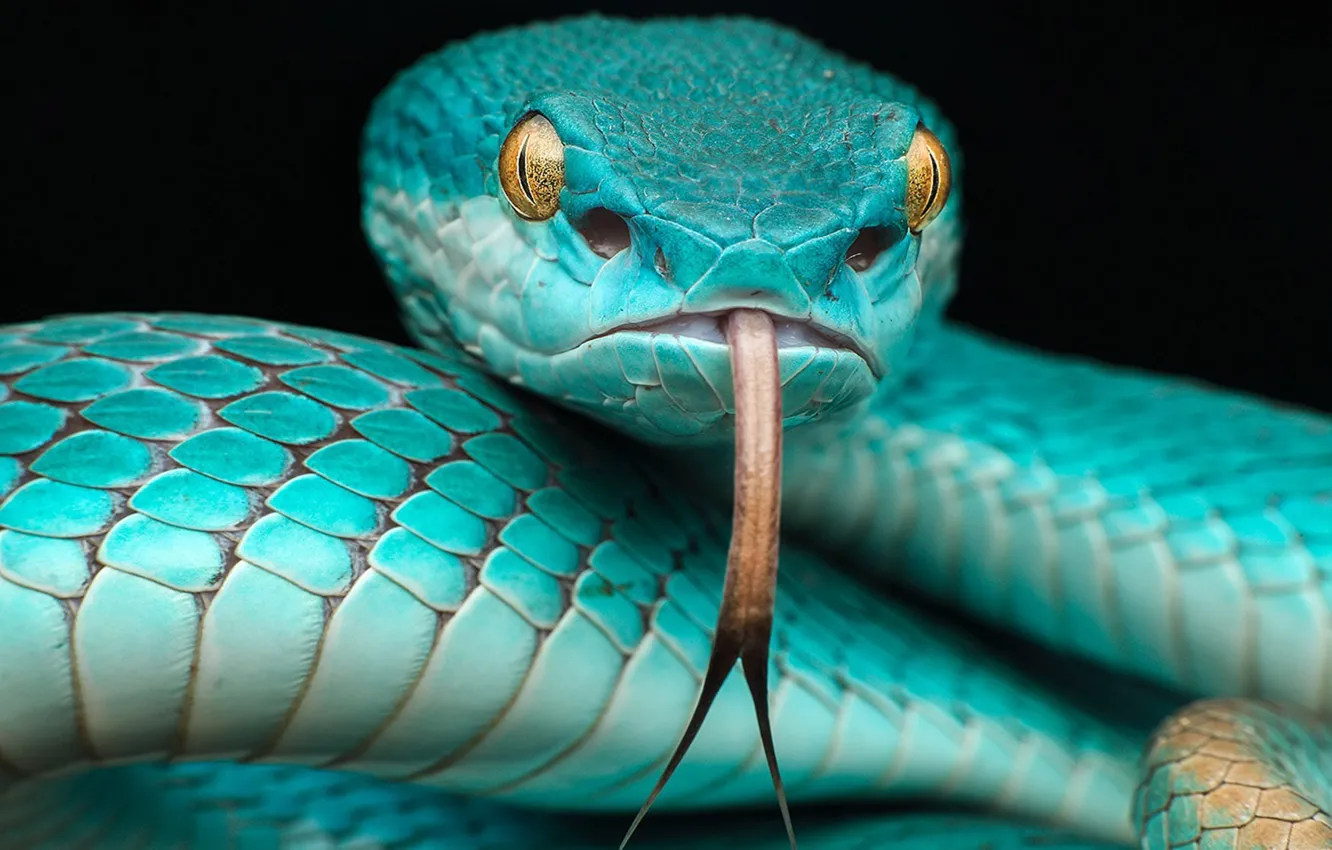 Photo wallpaper language, eyes, face, snake, head, scales