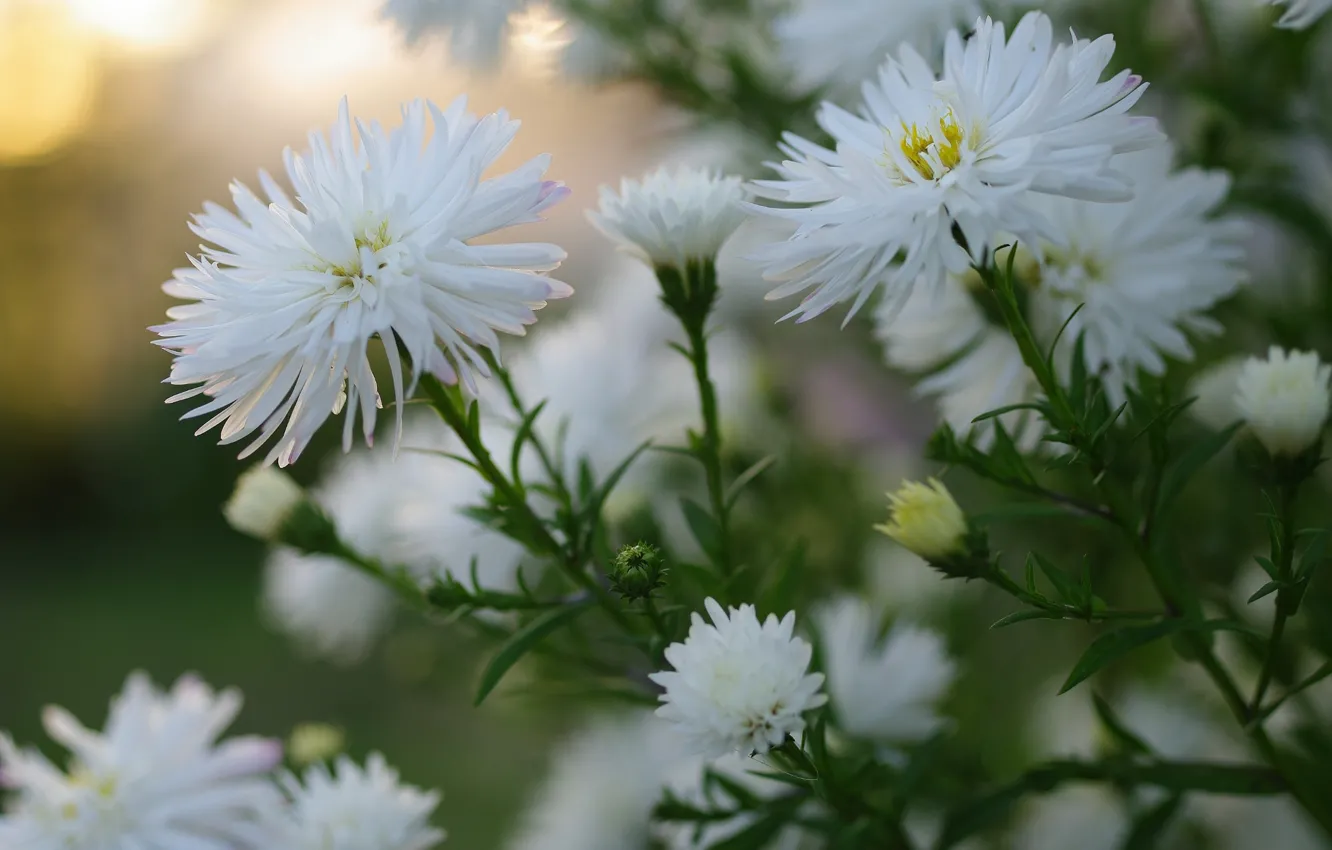 Photo wallpaper macro, white, asters