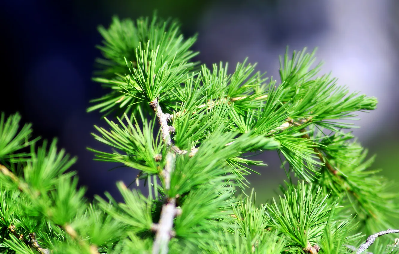 Photo wallpaper spruce, needles, pine, cedar, close pine