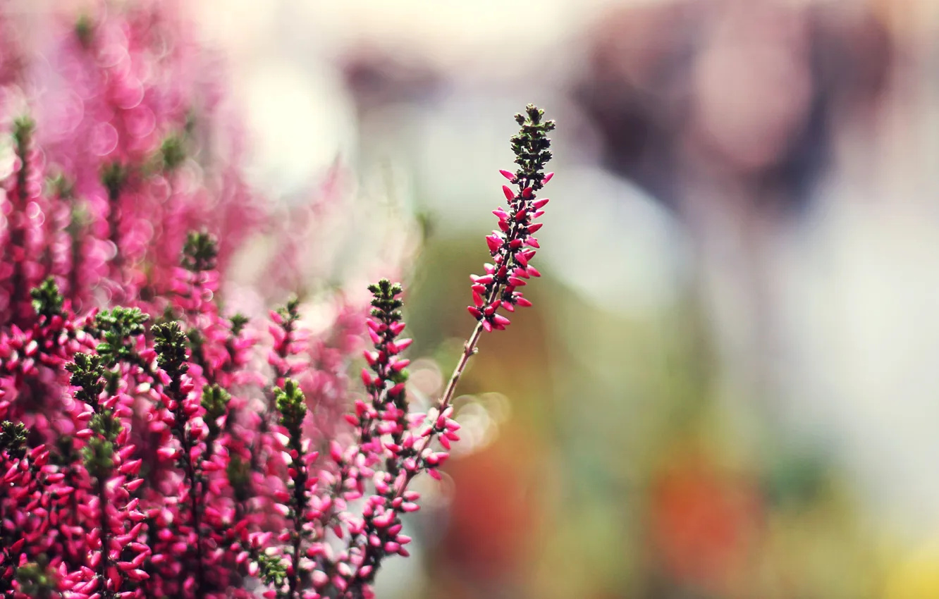 Photo wallpaper plant, effect, bokeh, tilt-shift, Heather, Pink heather