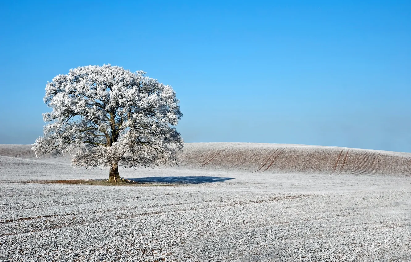Photo wallpaper winter, frost, field, tree, Nature