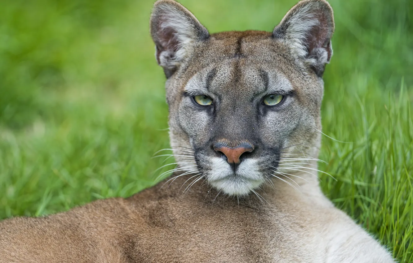Photo wallpaper cat, Puma, mountain lion, Cougar, ©Tambako The Jaguar