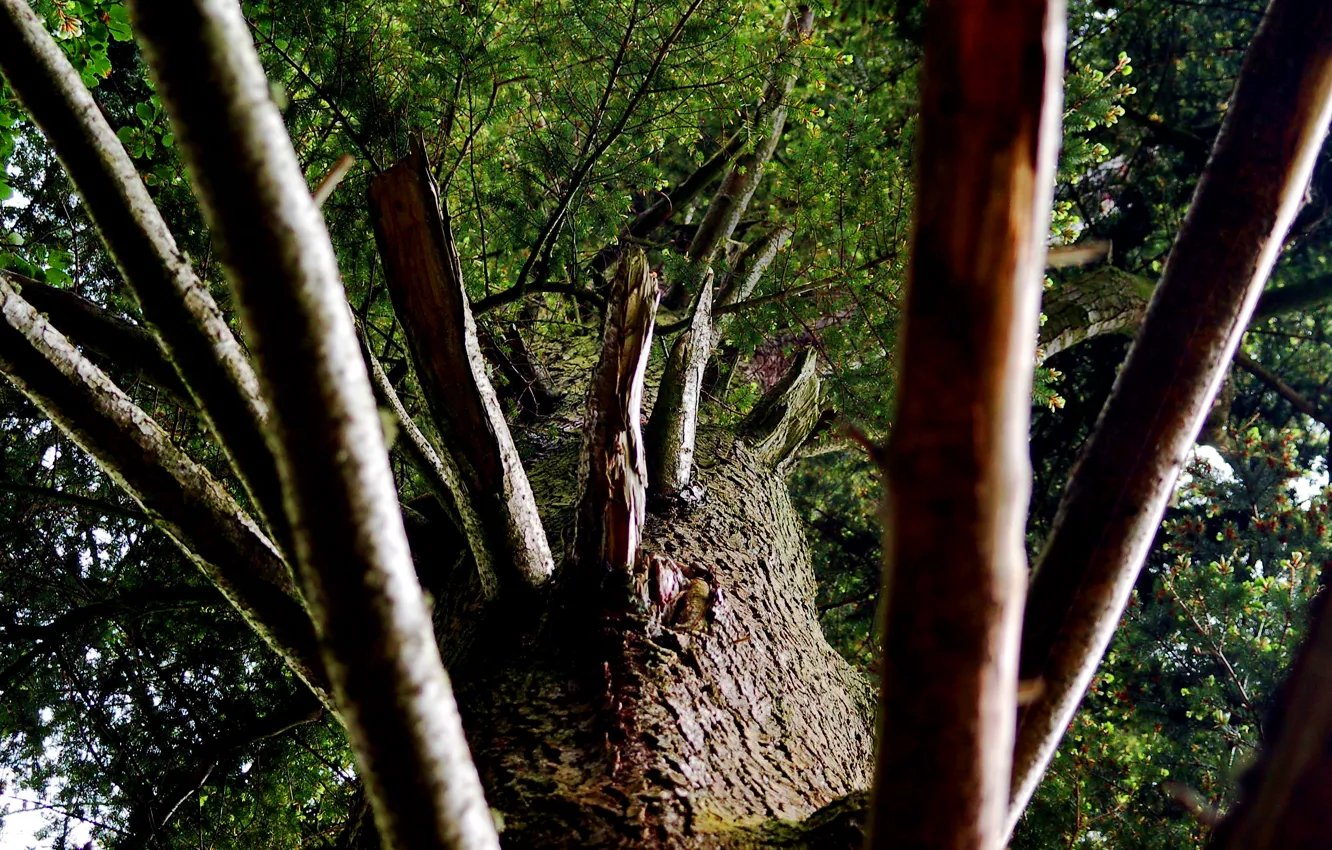 Photo wallpaper branch, Tree, trunk, bark