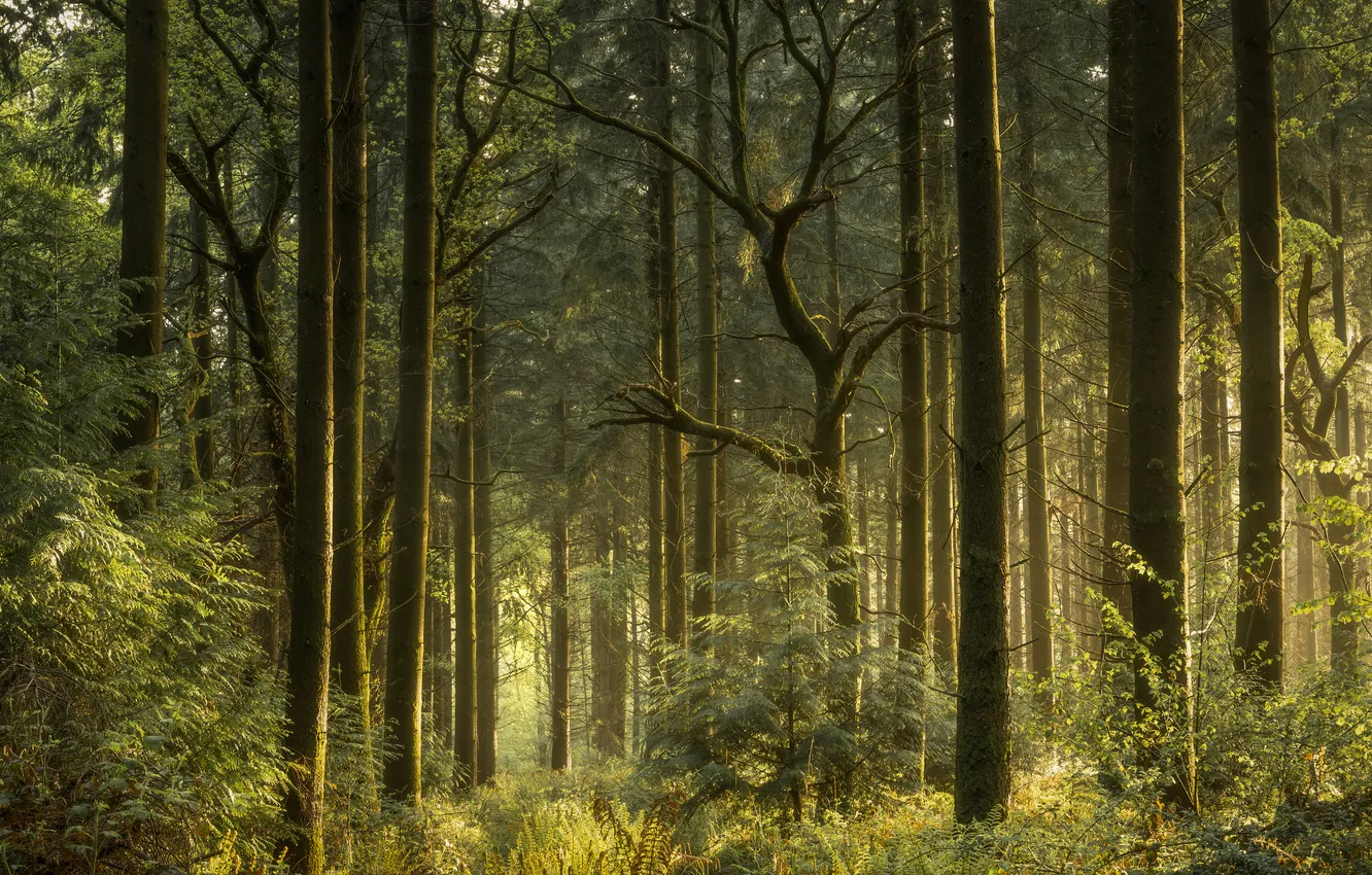 Photo wallpaper forest, light, trees