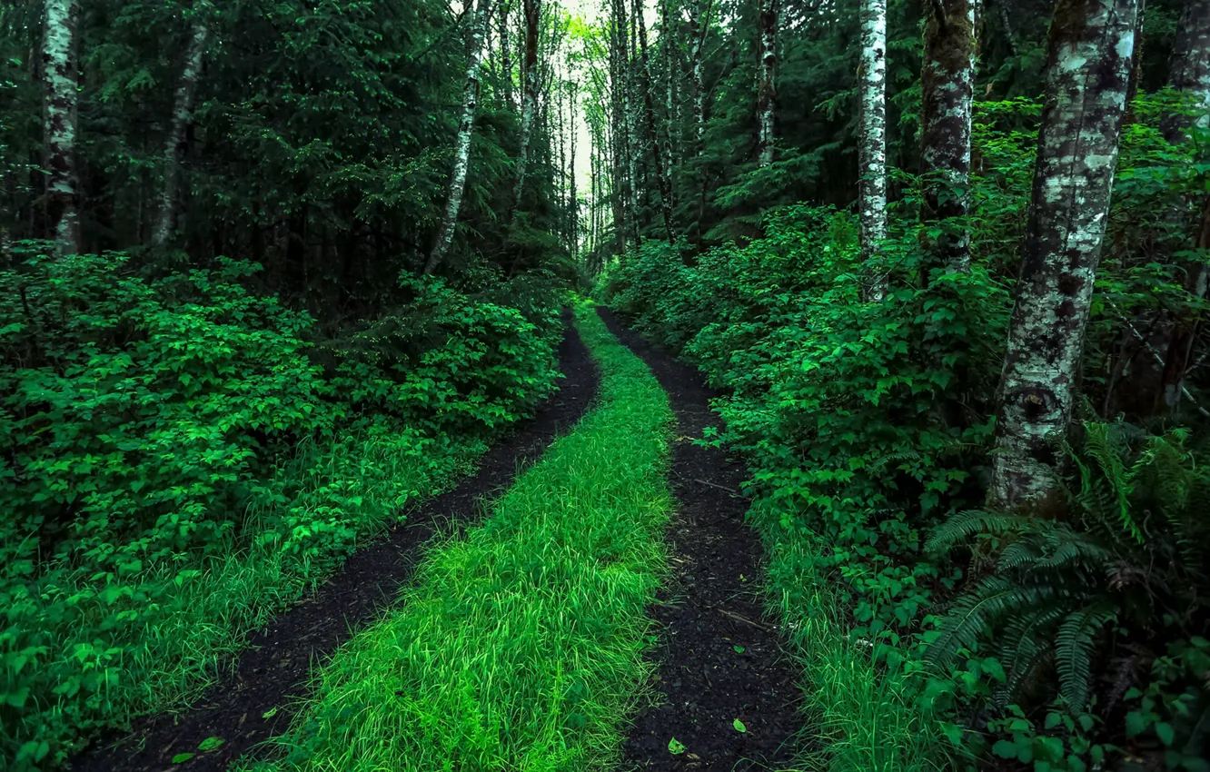 Photo wallpaper road, forest, summer